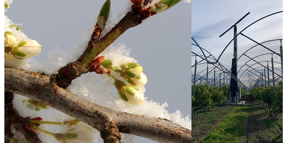 Ventoloni antigelo: la soluzione migliore contro le gelate primaverili